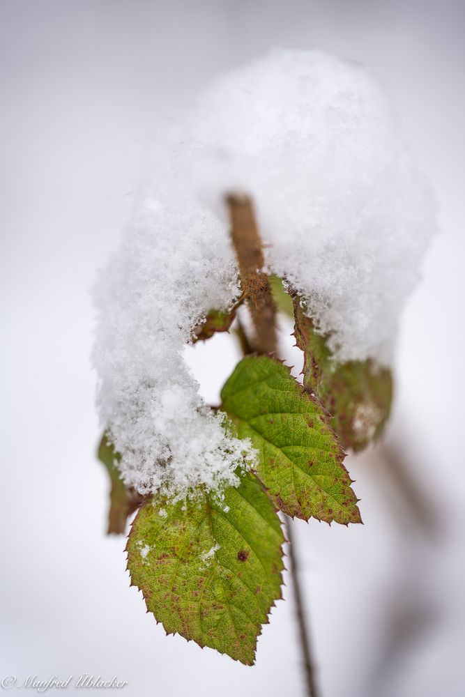 Machtkampf Winter - Frühling ...