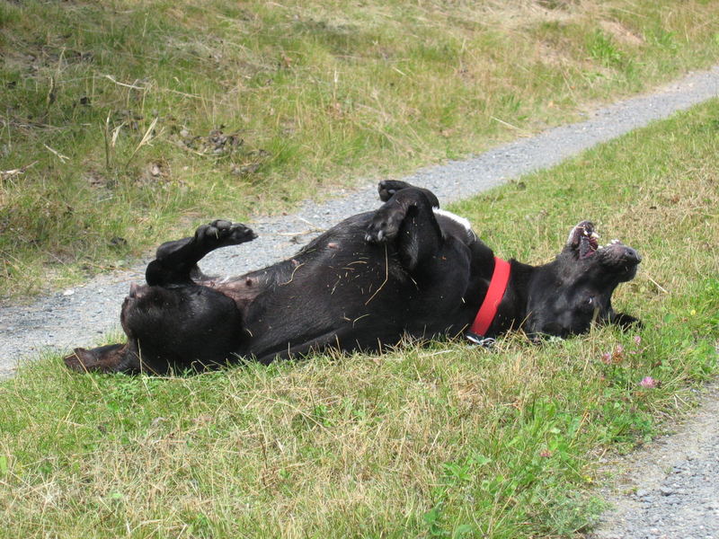 Toter Hund