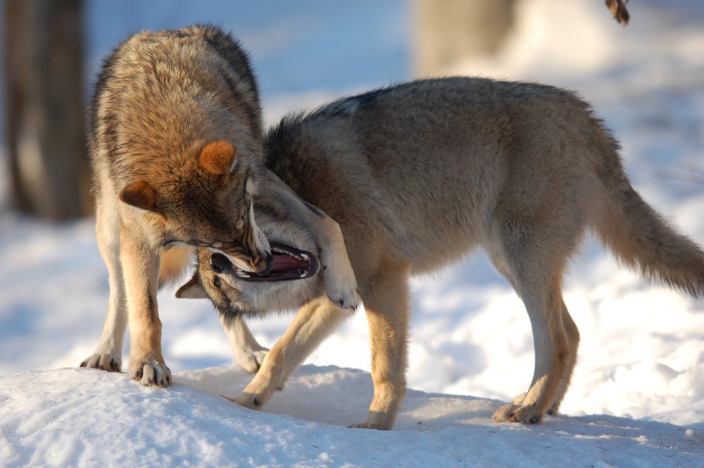 Machtspiele im Wolfsgehege