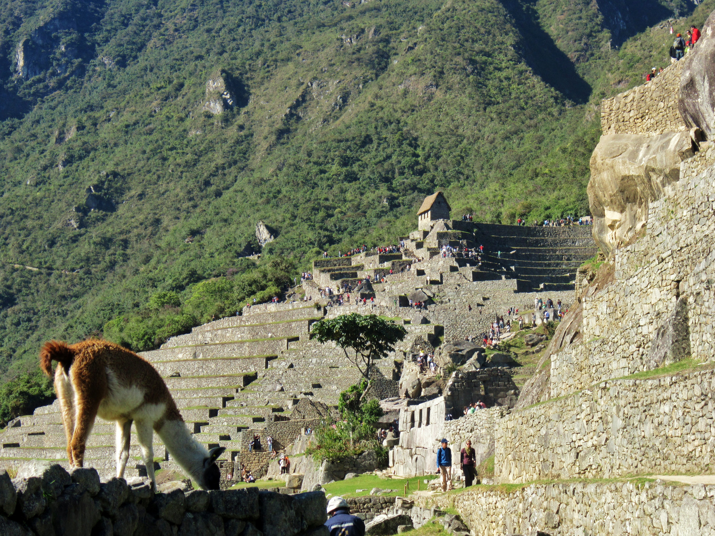 Machu PIcchu 12