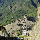 Machu PIcchu 12