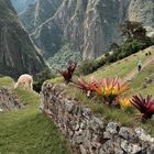Machu Picchu #31