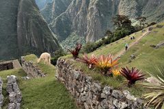 Machu Picchu #31