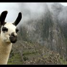 ... Machu Picchu ...