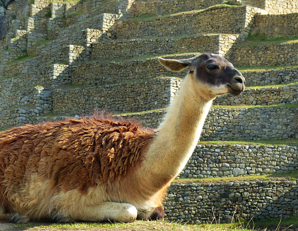 Machu Picchu 8