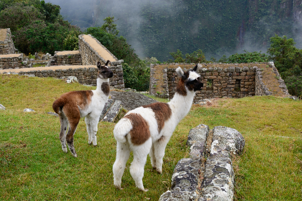 Machu Picchu