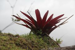 Machu Picchu Flower