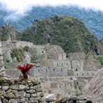 Machu Picchu mit Blüte