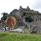 Machu Picchu mit einem Einheimischen