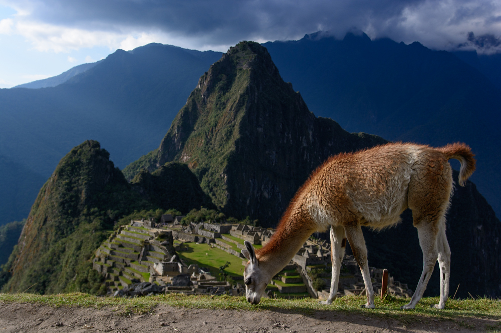 Machu Picchu mit Lama