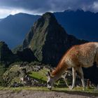 Machu Picchu mit Lama