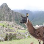 Machu Picchu mit Lama in Peru