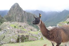 Machu Picchu mit Lama in Peru