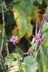 Machu Picchu Orchidee... Epidendrum secundum