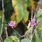 Machu Picchu Orchidee... Epidendrum secundum