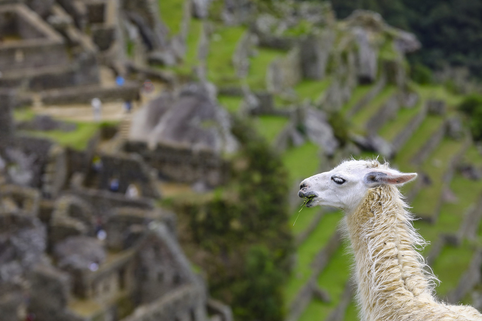 MACHU PICCHU - relax 