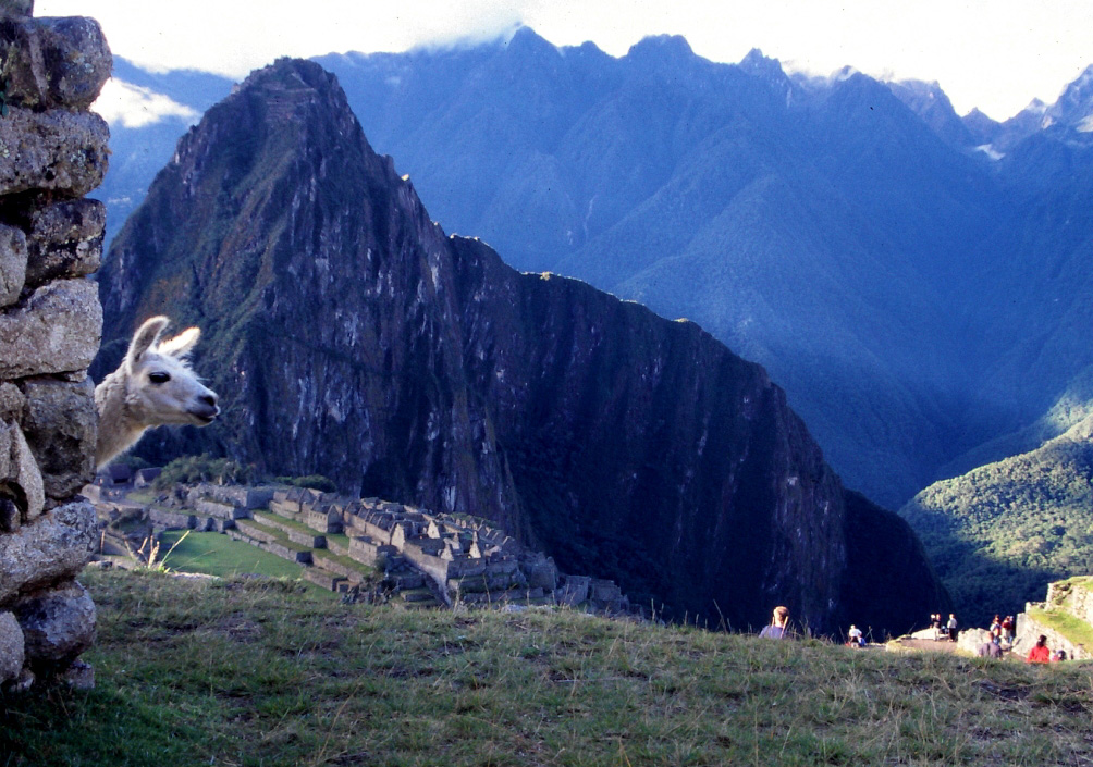 Machu Picchu y llamita blanca.