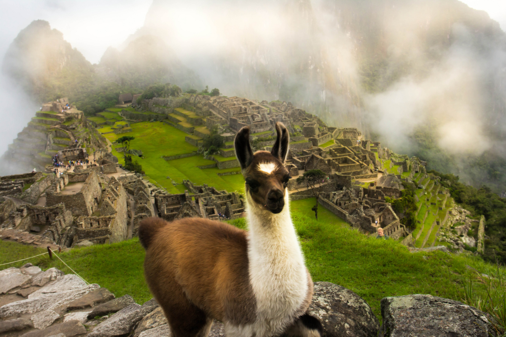 Machu Pichu Lama