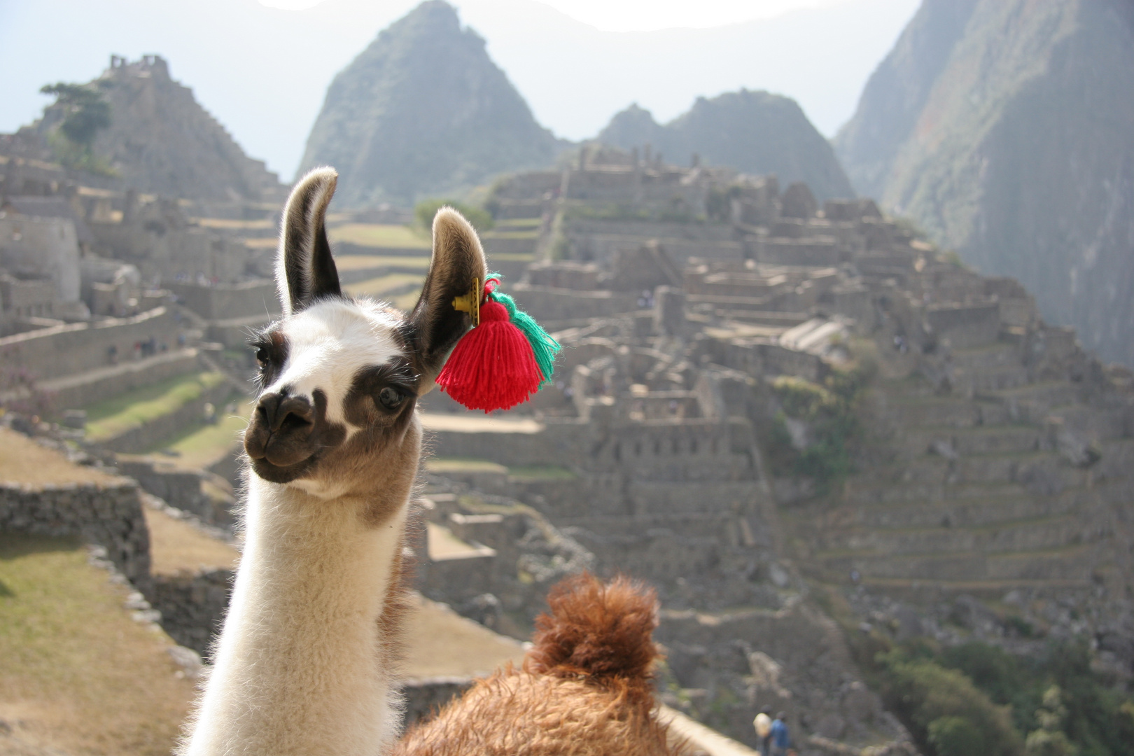 Machupicchu's Llama