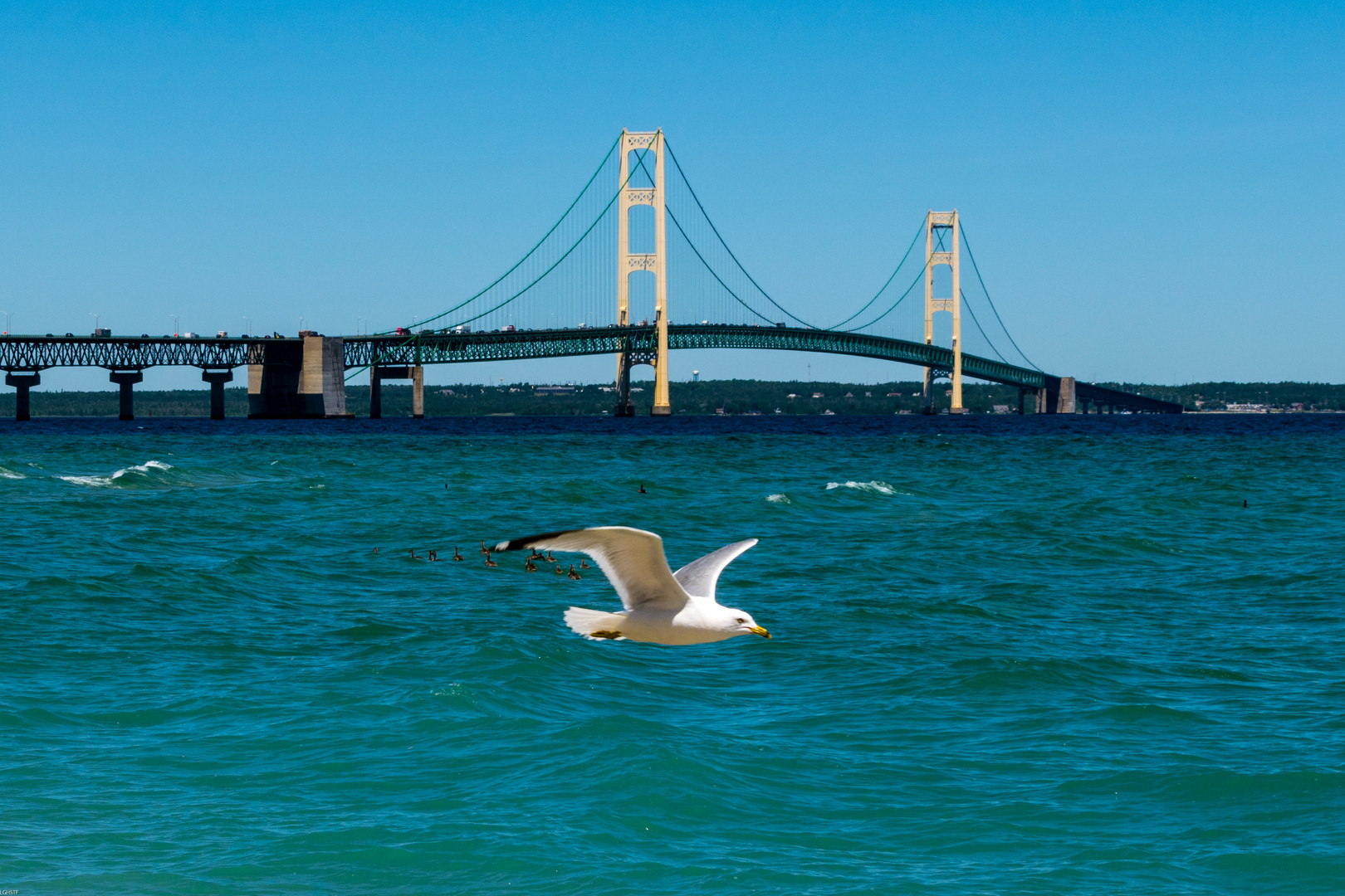 Mackinac Möwe