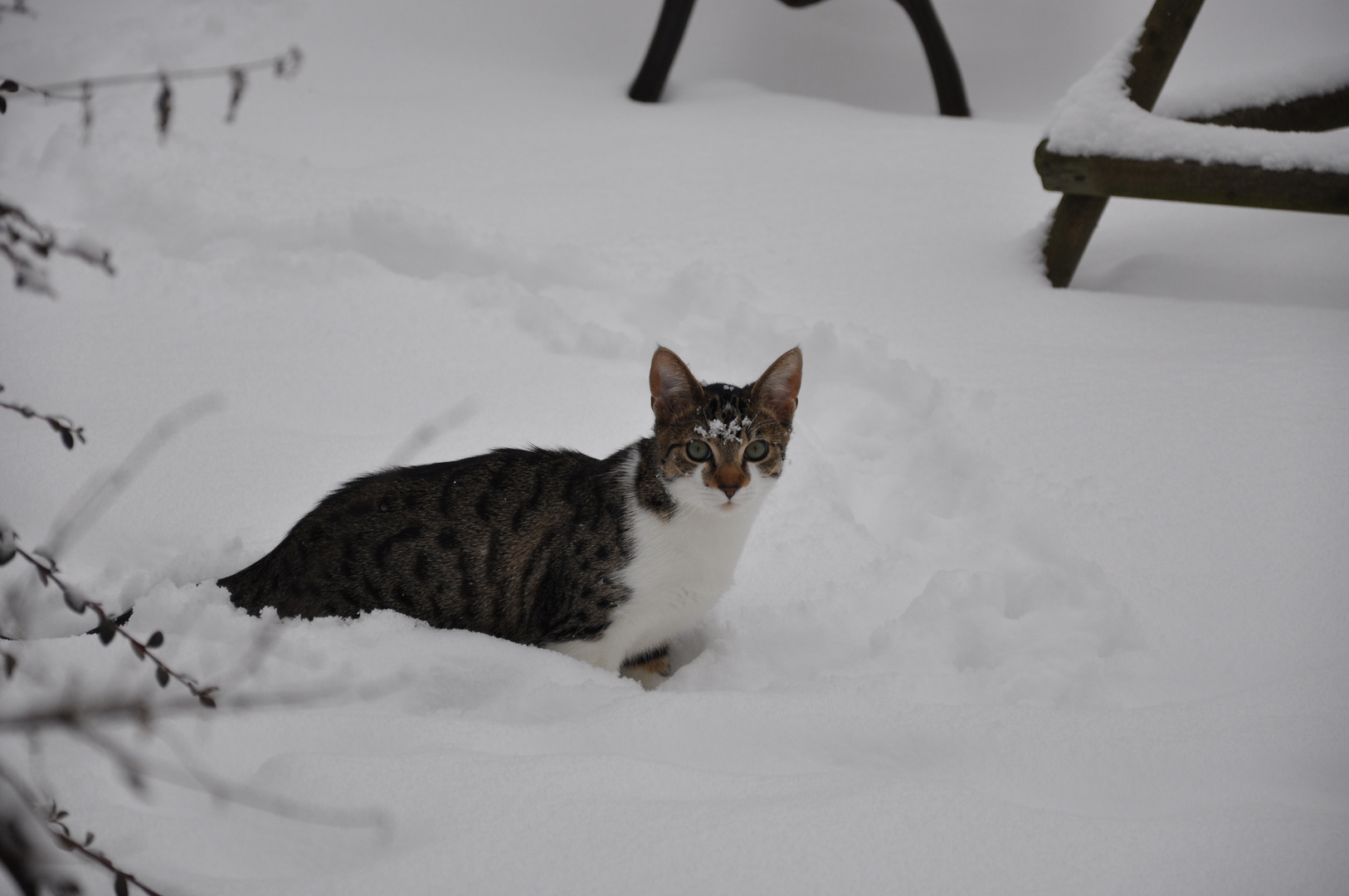 macks im schnee