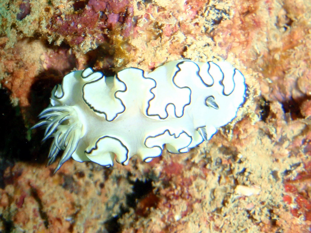 Macnificent Nudibranch