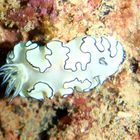 Macnificent Nudibranch