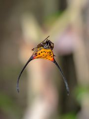 Macracantha arcuata