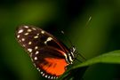 Macro 003( Vanessa atalanta) by Giuseppe Buccellato