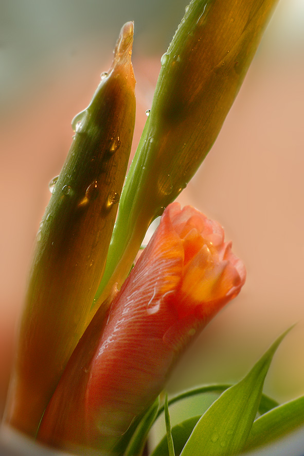 Macro