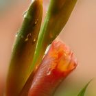 Macro