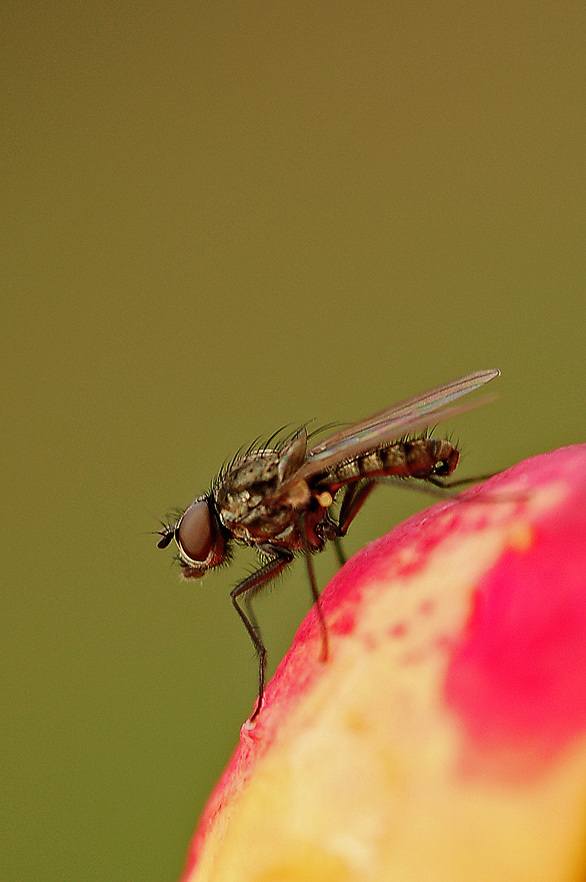 MACRO di Claudio Cianella 