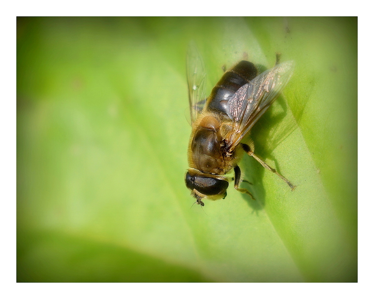 macro
