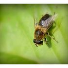 macro