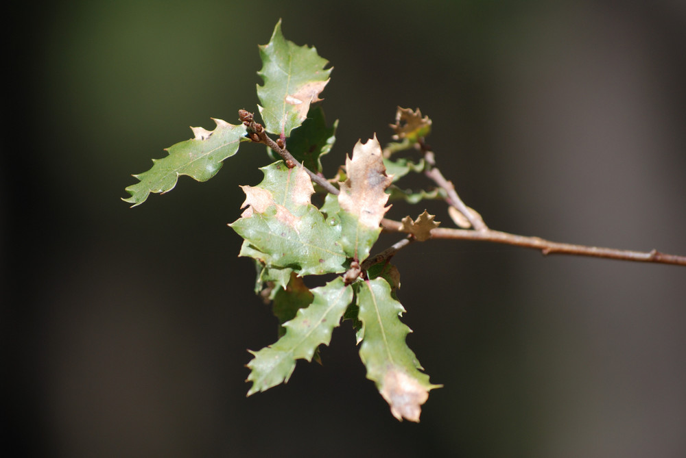 macro a hoja de morera