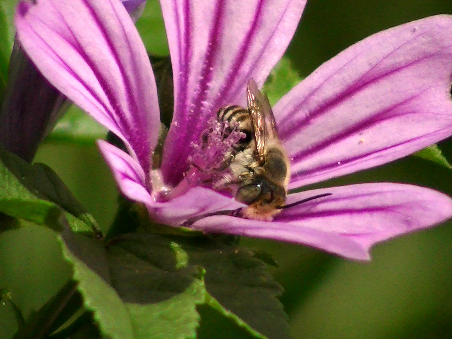 macro abeille