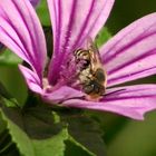 macro abeille