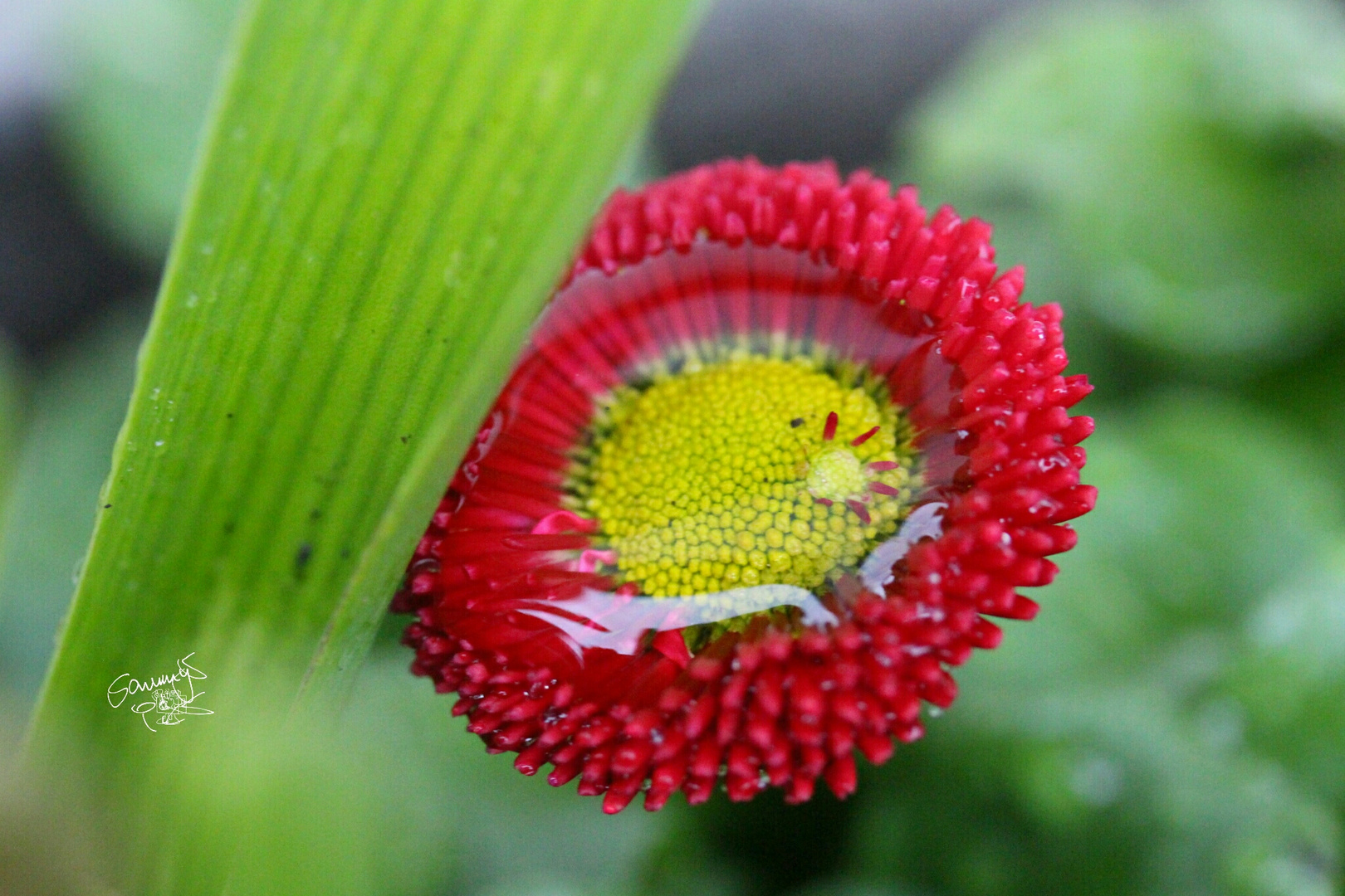 macro after rain