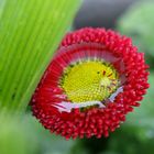 macro after rain