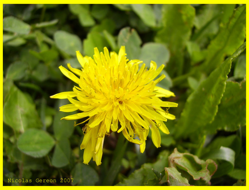 Macro al Dente di Leone