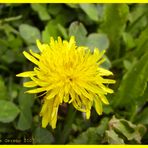 Macro al Dente di Leone