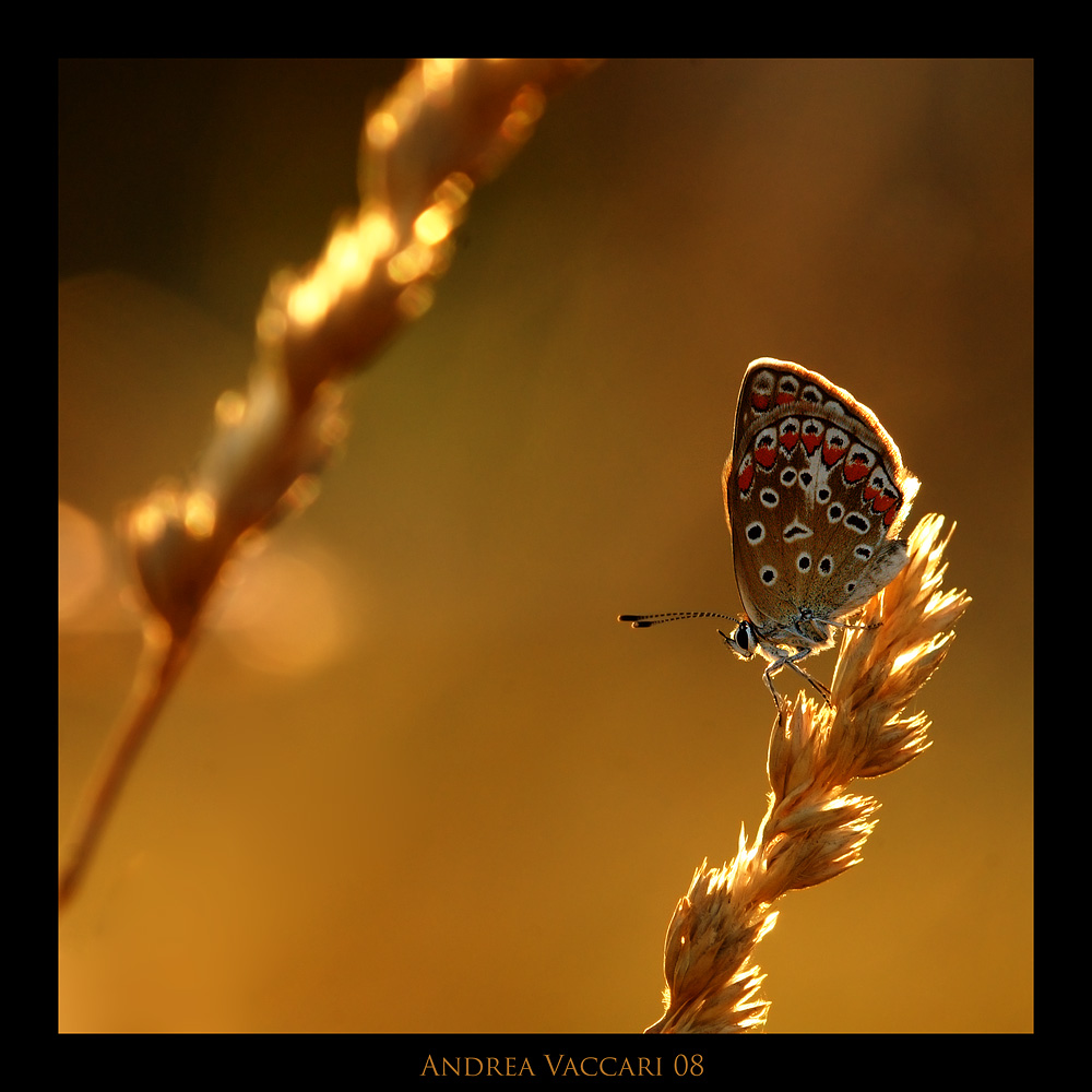 Macro al tramonto