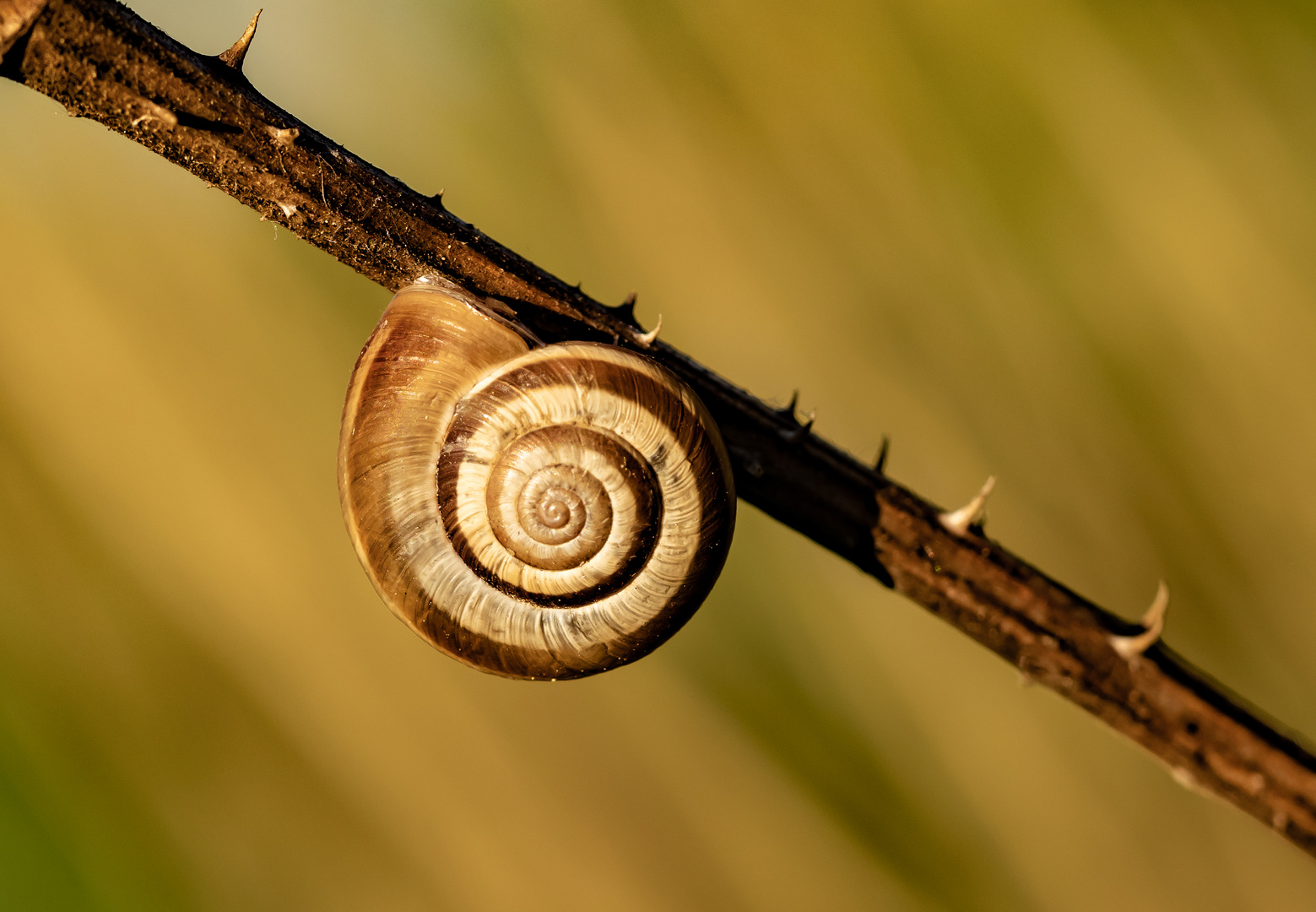 Macro : apprécier le petit, le mini ... 