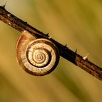 Macro : apprécier le petit, le mini ... 