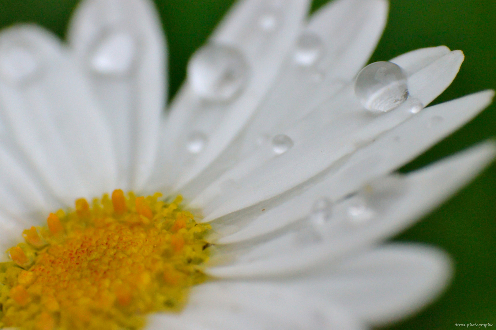 macro artemis après la puie