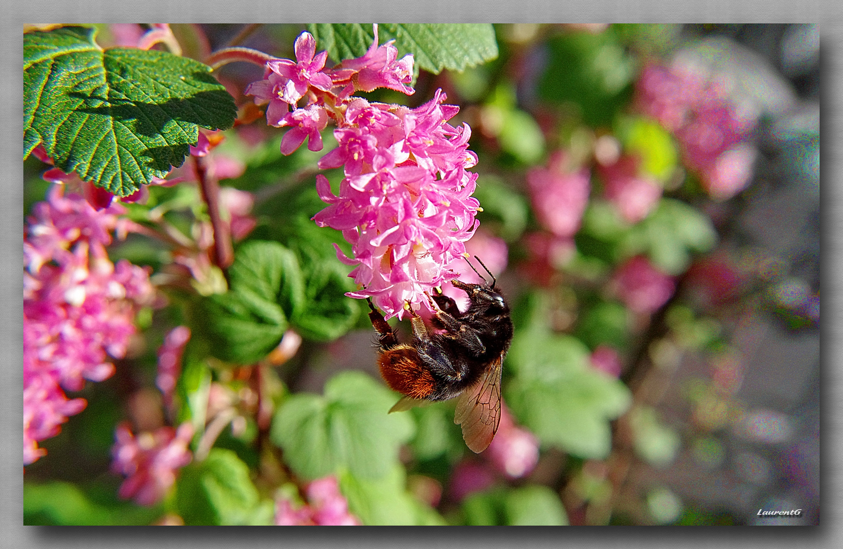 Macro au bourdon