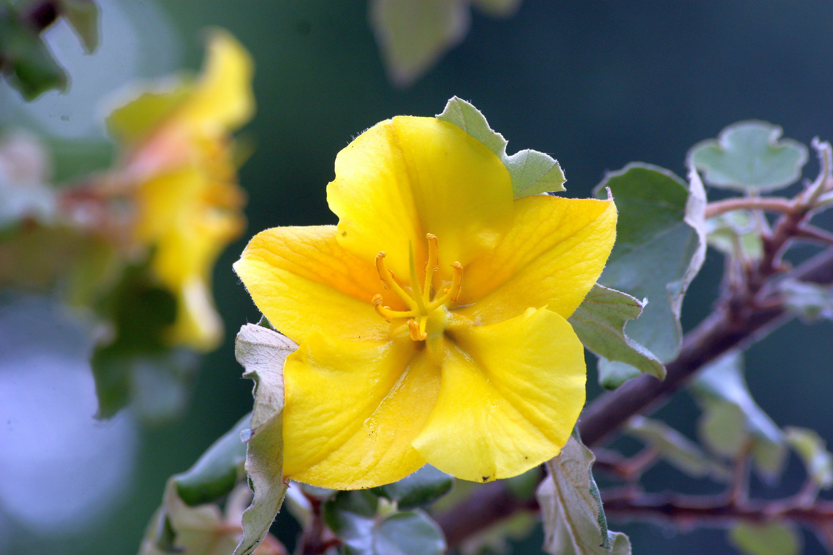 Macro Aufnahme aus Planten un Bloomen (1)