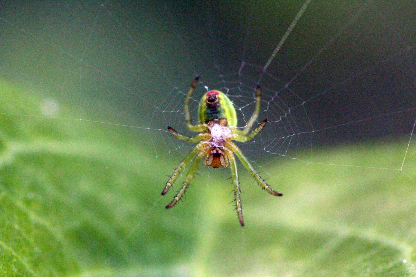 Macro aufnahme der Spinne