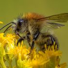 Macro Aufnahme einer Hummel MG_0096-B