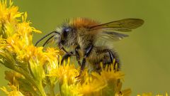 Macro Aufnahme einer Hummel MG_0096-B